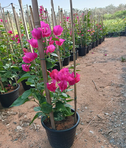 حضانة الصفا ذ - أم القيوين - +971 50 590 3840