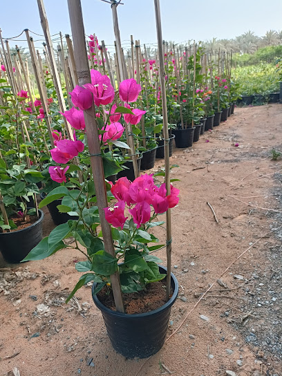 حضانة الصفا ذ - United Arab Emirates|Seeh Dibba - Fujairah|H6GP+66M