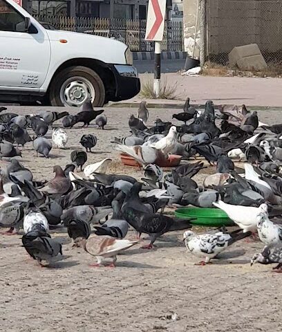 جمعية الهلال الأحمر الإماراتي - الشارقة - +971 7 203 8600