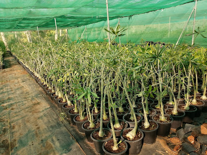 WILD FLORA HORTICULTURE LLC - حضانة رأس الخيمة - أم القيوين - +971 55 859 2884