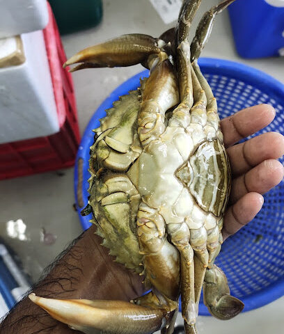 الطيبات لتجارة الأسماك ذ - الشارقة - +971 2 558 3786