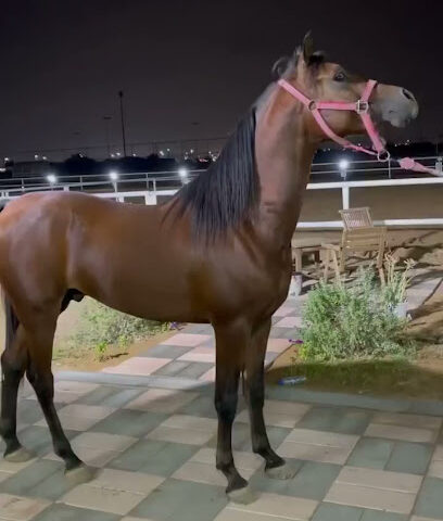 نادي الجزيرة للفروسية - الشارقة - +971 50 377 0370