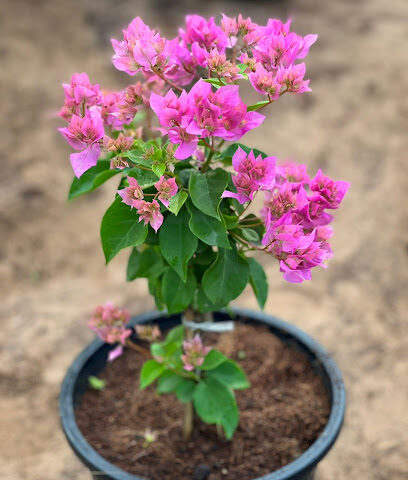 حضانة مارس - أم القيوين - +971 58 986 8994