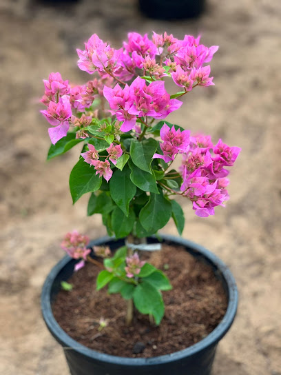 حضانة مارس - United Arab Emirates|Seeh Dibba - Fujairah|H6GP+66M