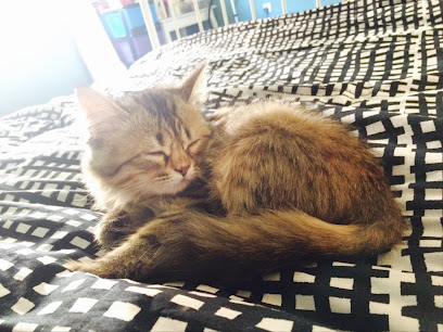 المركز البيطري البريطاني - أم القيوين - +971 2 550 4111