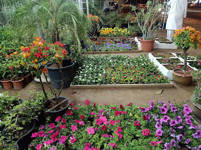 مشتل للنباتات والزهور مشتل نباتات و زهور - أم القيوين - +971 50 772 4989