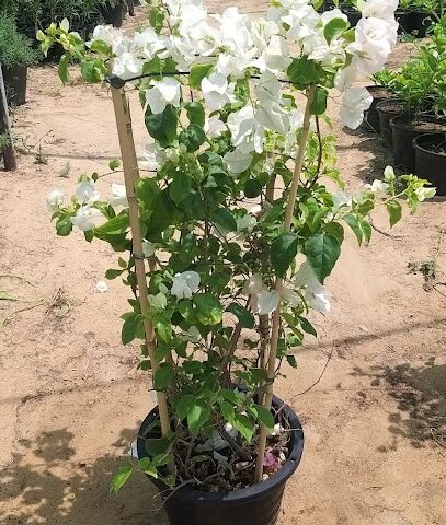 مشتل وردة الصحراء الزراعية عجمان - أم القيوين - +971 56 403 9144