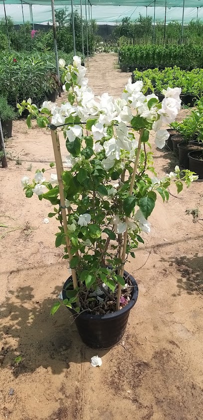 مشتل وردة الصحراء الزراعية عجمان - United Arab Emirates|Mohathab - Sharjah|Al Zubair|CM6W+M7P