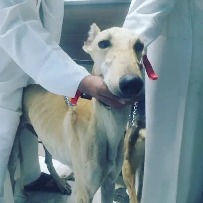 عيادة العناية البيطرية عيادة العناية البيطرية - أم القيوين - +971 3 784 8221