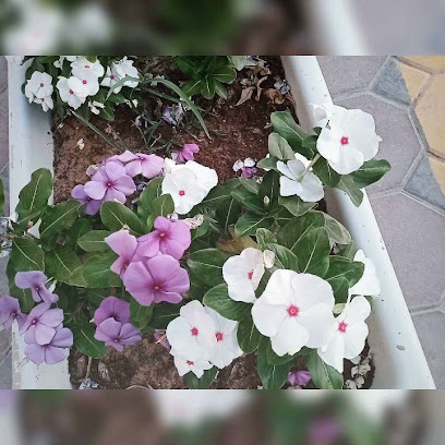 سوبر ماركت رأس الخيمة - الشارقة - +971 7 233 3712