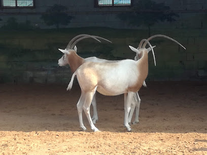 حديقة حيوانات رأس الخيمة - منطقة الرياض - +971 50 611 1488