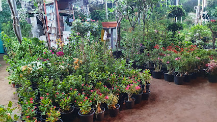 حضانة نباتات الجوهرة - أم القيوين -