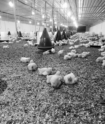 الخدمات البيطرية الزراعية - أم القيوين - +971 55 635 1909