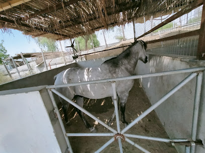 إسطبلات ريح الشمال - الشارقة - +971 55 855 5777