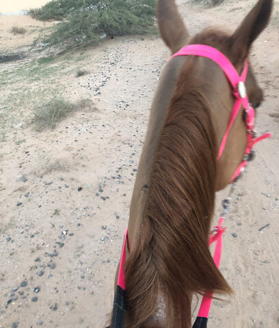 مم الاسطبلات - الشارقة - +971 55 616 9790