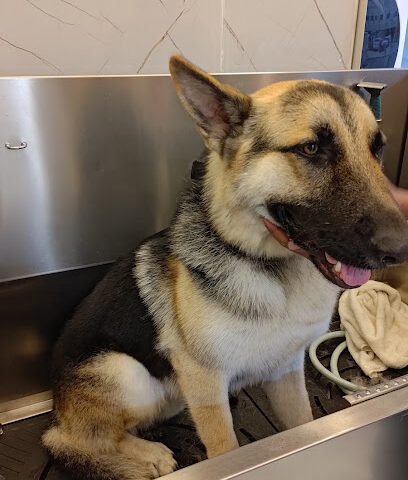 عيادة العاصفة البيطرية - أم القيوين - +971 54 777 3200