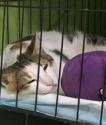 عيادة بروفيه البيطرية - أم القيوين - +971 4 266 2554