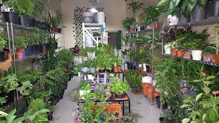 شركة حدائق لايف لتجارة الزهور ونباتات الزينة ذ م م - United Arab Emirates|Al Qusais Industrial Area - Al Qusais Industrial Area 2 - Dubai
