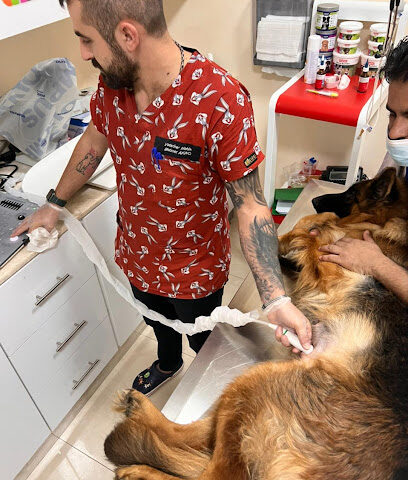 عيادة رعاية الحيوانات الأليفة البيطرية - أم القيوين - +971 50 343 8778