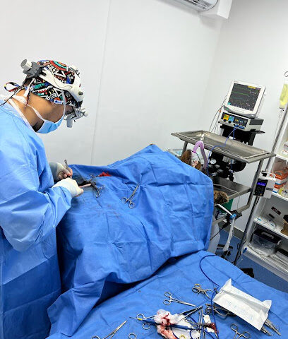 عيادة القطط البيطرية - عيادة القطط البيطرية - أم القيوين - +971 50 321 1817