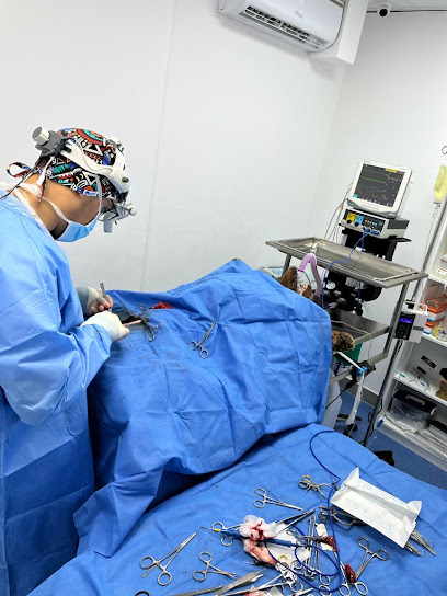 عيادة القطط البيطرية - عيادة القطط البيطرية - United Arab Emirates|Al Wathbah - Al-Wathba South - Abu Dhabi|7JHX+3V