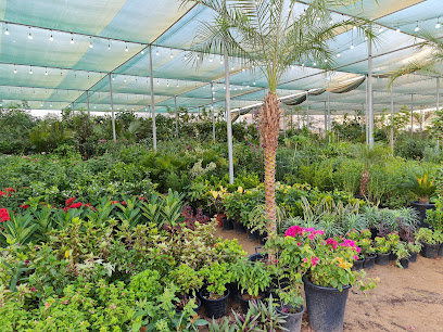 مشتل المنامة - أم القيوين - +971 50 490 5705