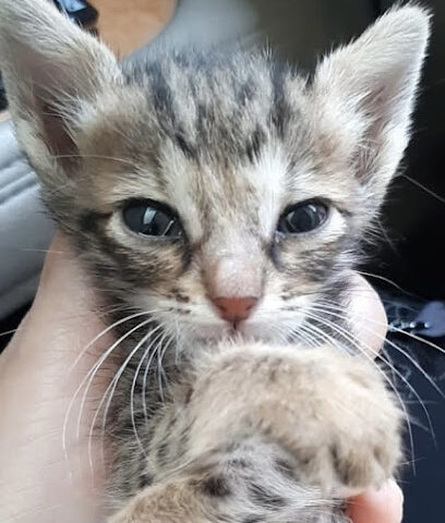 عيادة الرايه البيضاء البيطرية - عيادة الرايه البيضاء البيطرية - أم القيوين - +971 56 939 5000