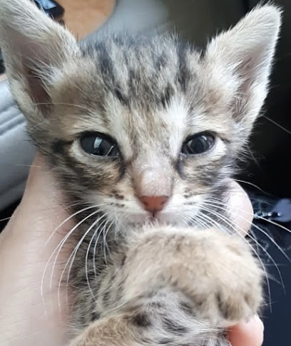 عيادة الرايه البيضاء البيطرية - عيادة الرايه البيضاء البيطرية - United Arab Emirates|Sharjah|اللؤلؤية