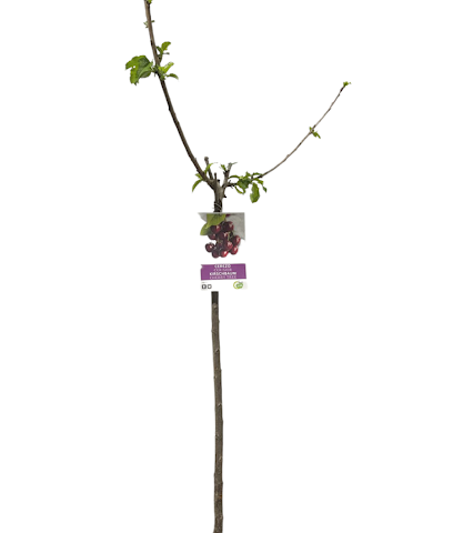 مزرعة وادي دفتا - أم القيوين - +971 50 433 4575