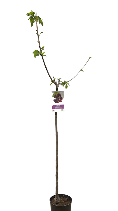 مزرعة وادي دفتا - United Arab Emirates|Diftah - Ras al Khaimah|مسافي،|75G9+RQ