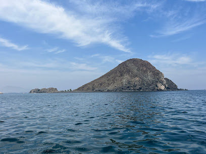 سوفت كورال / شقائق النعمان (موقع الغوص) - الشارقة -