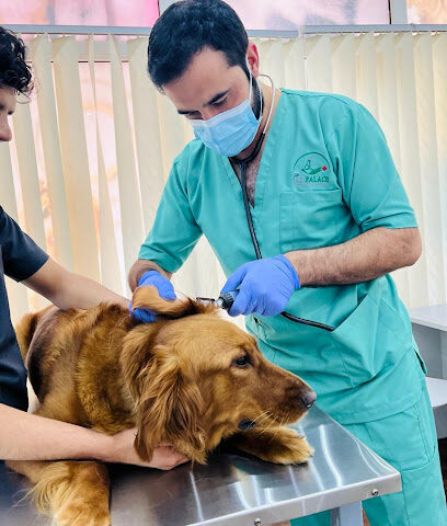 عيادة قصر الحيوانات الأليفة البيطرية - أم القيوين - +971 55 348 5152