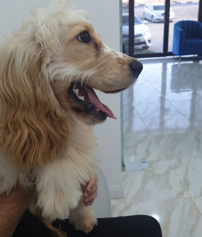 عيادة أليف البيطرية - أم القيوين - +971 56 823 7664