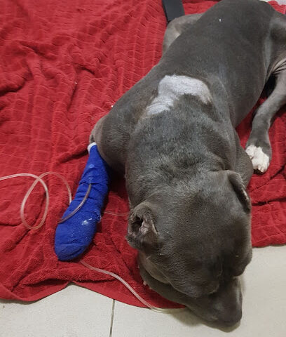 المستشفى البيطري - أم القيوين - +971 4 338 7726