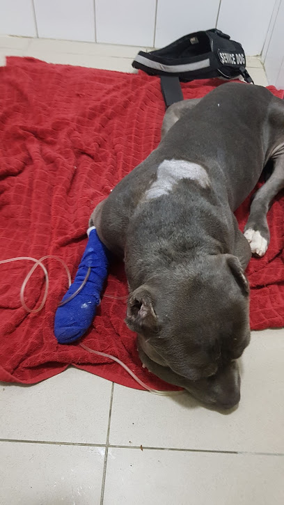 المستشفى البيطري - United Arab Emirates|Umm Al Sheif - Dubai|Al Wasl Rd|Villa 4