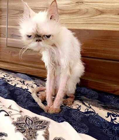 عيادة رؤية البيطرية LLC عيادة رؤية البيطرية - أم القيوين - +971 56 570 2003