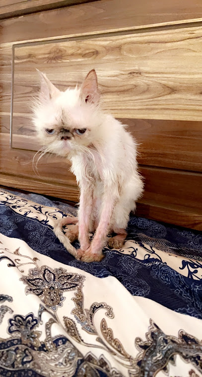 عيادة رؤية البيطرية LLC عيادة رؤية البيطرية - United Arab Emirates|Al Raas - الراس 1 - Umm Al Quawain|King Faisal St|Al Andalus Building