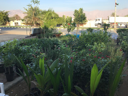 المشتل نورث شور - أم القيوين - +971 56 187 8256