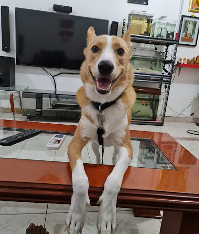 عيادة ليتل باوز البيطرية ذ - أم القيوين - +971 6 769 0186