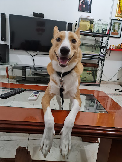 عيادة ليتل باوز البيطرية ذ - United Arab Emirates|Al Heerah Suburb - Al Qadisiya - Sharjah|Villa 317 Telescope Street