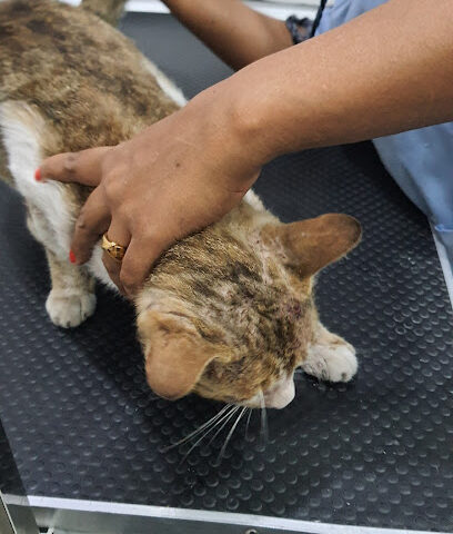 عيادة الوطنية البيطرية - أم القيوين - +971 6 569 1791