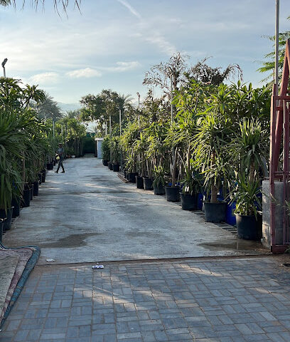 مشتل أبو عمر (مزرعة بن جميع) - أم القيوين - +971 50 202 1112