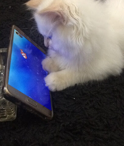 الاصيل البيطرية - أم القيوين -