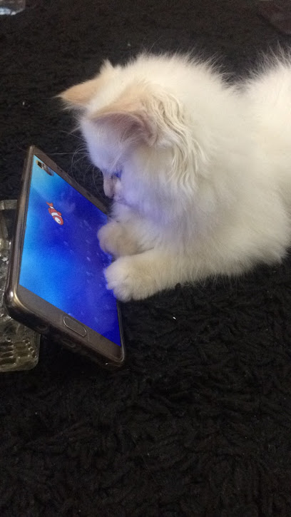 الاصيل البيطرية - United Arab Emirates|Al Khawaneej - Al Khawaneej 2 - Dubai|6G5X+PC3