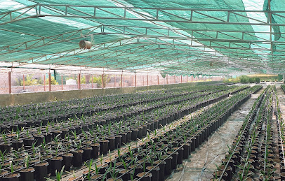 مشاتل الساحل الاخضر - أم القيوين - +971 50 489 7000