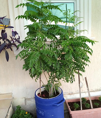 بلدة ADWEA S3 - الشارقة -